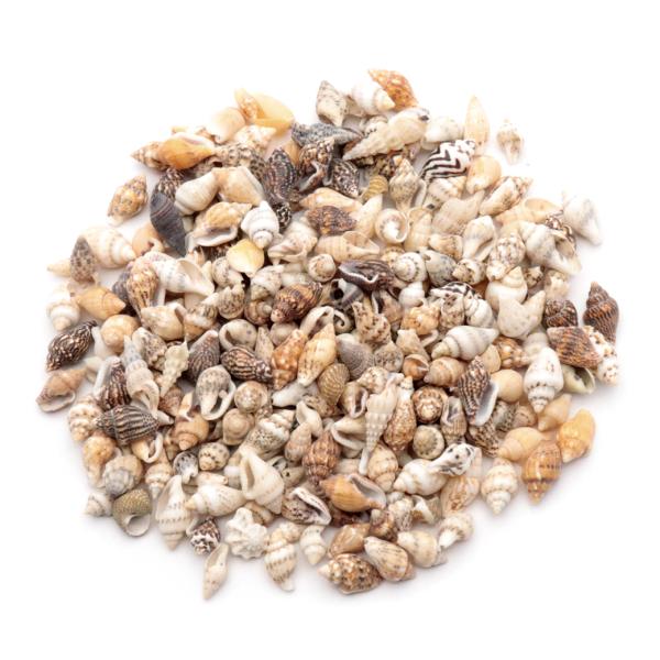 ハンドメイド作品や、工作、工芸の材料に。インテリアやディスプレイにも。■約10gでのお届けになります。■サイズ1cm前後 ※天然の貝ですのでサイズに個体差がございます。貝殻のおおよその目安の数：50個前後※個数は前後します。■備考※こちらは...