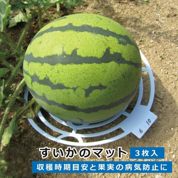 第一ビニール 　３９６７６ すいかのマット ３枚入φ２０ｃｍ
