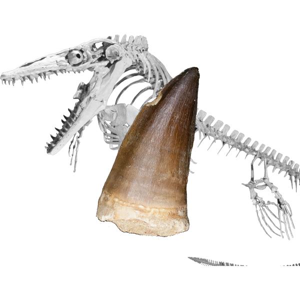 Tokyo Science 恐竜の化石「モササウルスの歯 化石 約30mm（Mosasaurus tooth／白亜紀後期／モロッコ王国）」オリジナル標