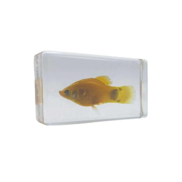 ■システム反映の都合上、ご購入後でも品切れになっている場合があります。その場合、ご登録のメールアドレスに通知致します。必ずご確認をお願いします。■サイズ・カラー等の記載が無い場合や複数記載がある場合があります。ご不明点は、ご購入前にご質問く...