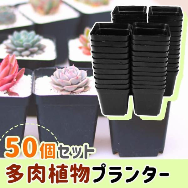 多肉植物用 プランター フラワーポット ミニサイズ 50個セット 多肉植物用 プランター フラワーポット ミニサイズ 50個セット