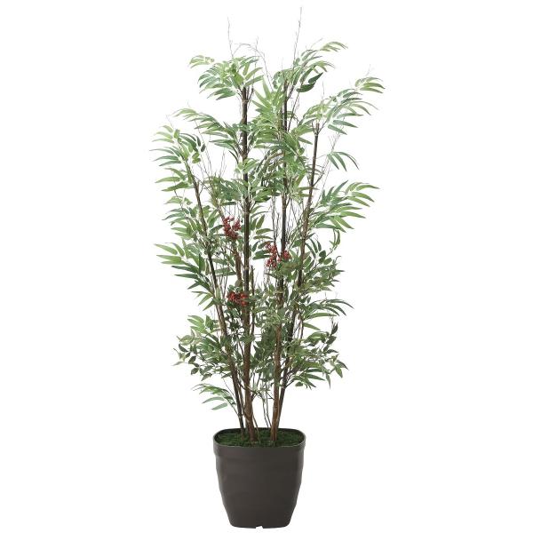 Ԃ̊ϗtA u|V 160cmvG} C CeAEO[ tFCN ̊y