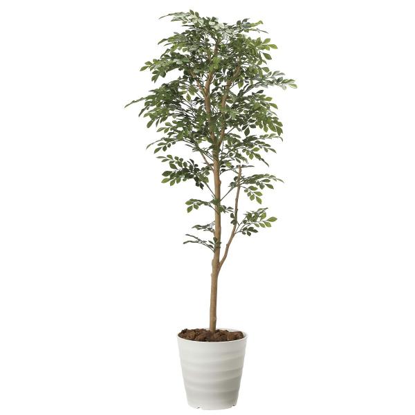  ϗtA uglR 160cmv G}(C) CeAEO[ ̊y