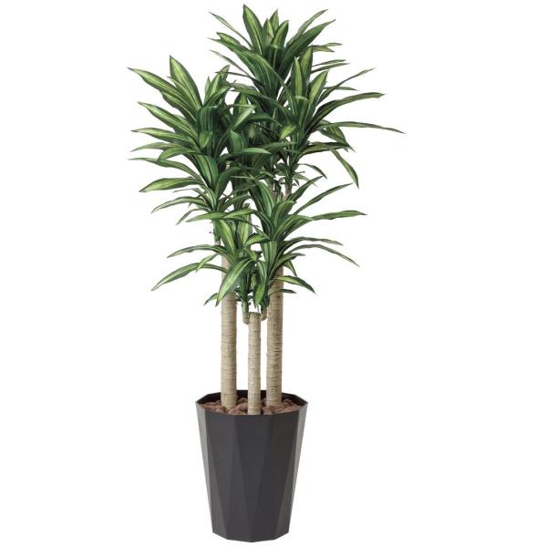 Ԃ̊ϗtAuK̖ 180cmvG}(C) CeAEO[A ̊y