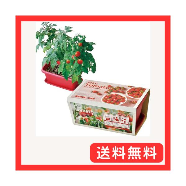 他サイト： 聖新陶芸 冬 / 春 / 夏の 家庭菜園 簡単 栽培キット ゆったり育てる ミニトマト 野菜 栽培セット ( 自由研究の商品画像