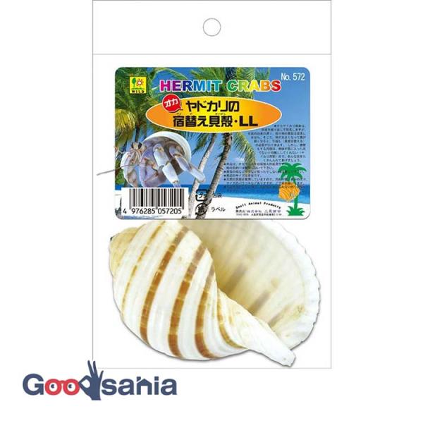 貝殻まとめ売り21 三晃商会 オカヤドカリの 宿替え貝殻 LL 1個 : Goodsaniaマック土居店