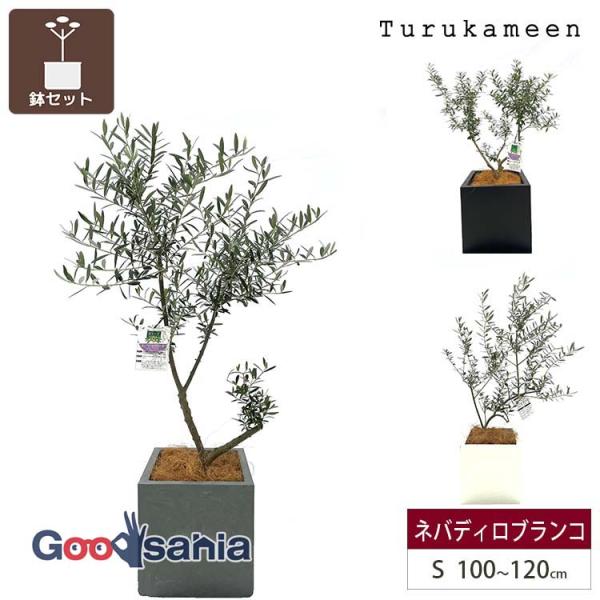 鶴亀園 【オリーブの木/鉢カバーセット】 ネバディロブランコ Small / ベータキューブプランター S 全3色