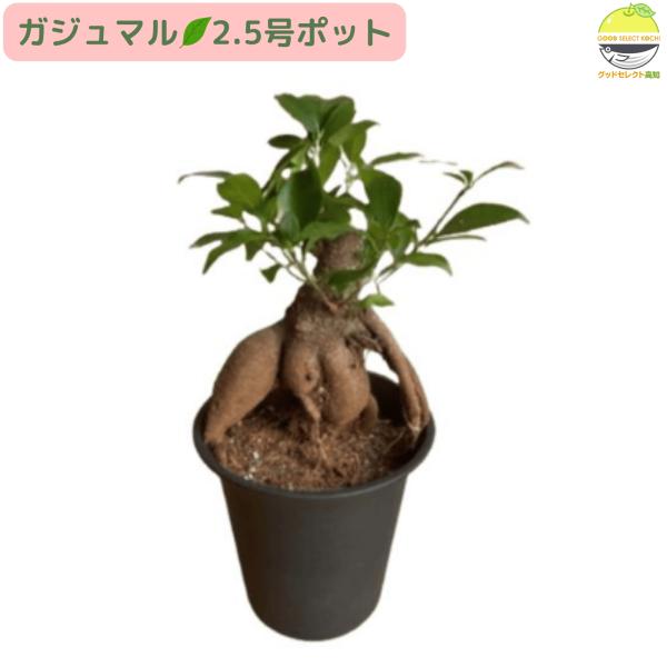 ガジュマル 2.5号ポット 観葉植物 鉢植え 苗 : グッドセレクト高知