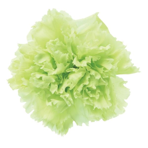 【ご購入後の当店からの連絡はご登録のメールアドレスに通知いたします。必ずご確認ください】【商品概要】約花径5.0×H6.0cm主な素材:天然素材原産国:コロンビア共和国プリザーブドフラワーフラワー(プリザーブド)染料が切り口や表面から漏れる...