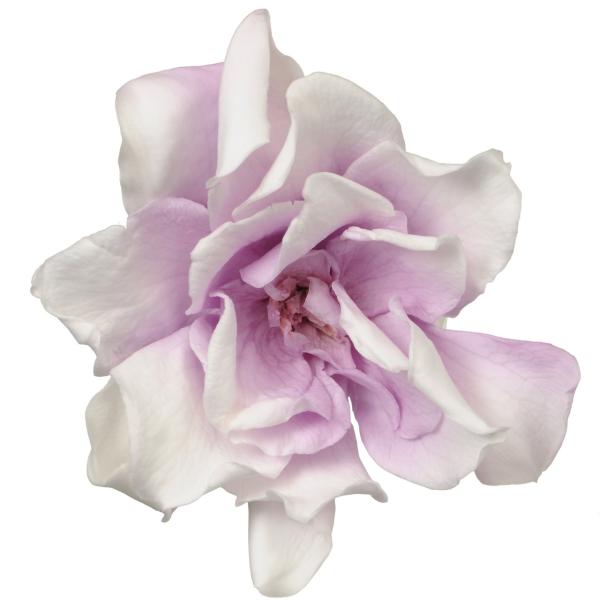 【ご購入後の当店からの連絡はご登録のメールアドレスに通知いたします。必ずご確認ください】【商品概要】自然の生花や植物を原料としている為、サイズ、色、形に個体差があります。サイズ:花径約6〜8cm材質:生花原産国:日本【商品説明】【商品詳細】...