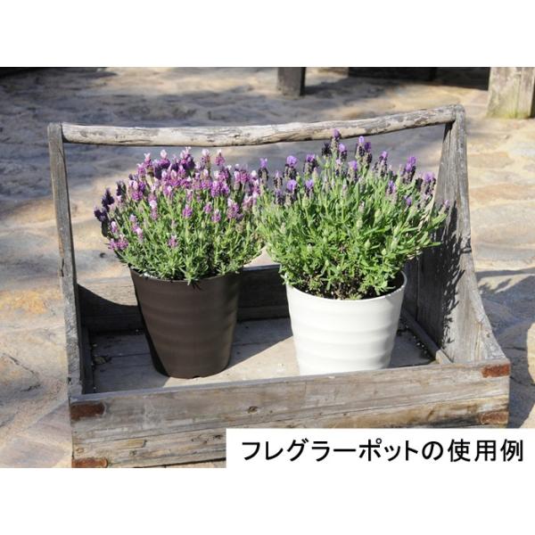 フレグラーポット 30cm 植木鉢 おしゃれ 10号 アイボリー 14リットル サイズが合えば 鉢カバーとしても使用可能 室内 屋外 プラスチック 軽い Buyee Buyee Japanese Proxy Service Buy From Japan Bot Online