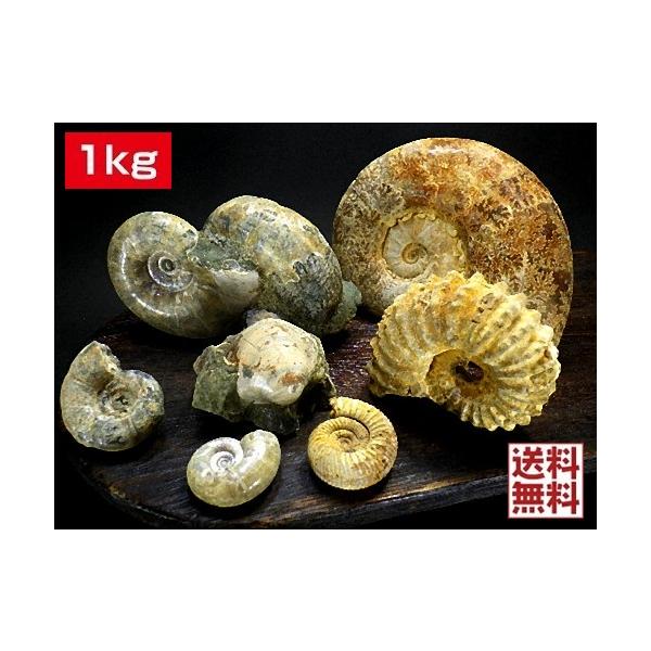 アンモナイト1kg 14個セット 化石 マダガスカル産 標本 実習用
