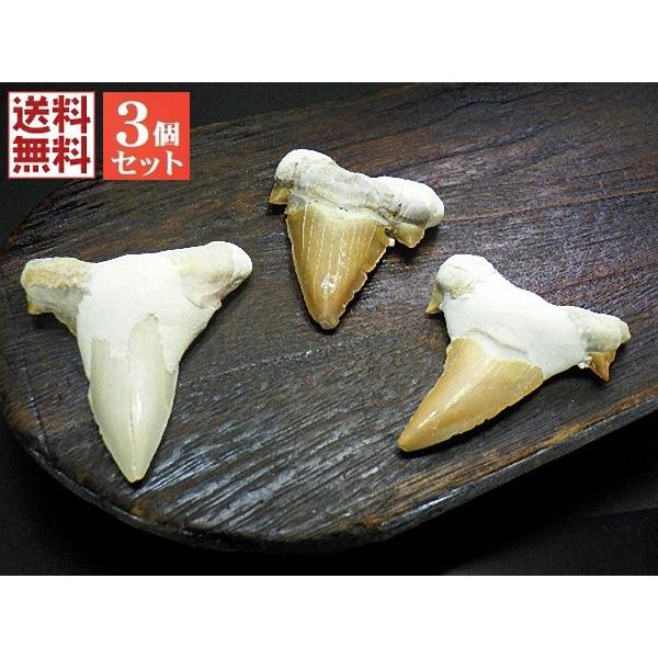 特大 サメの歯 化石 3石セット60mmアップ 鮫の歯 corax Shark