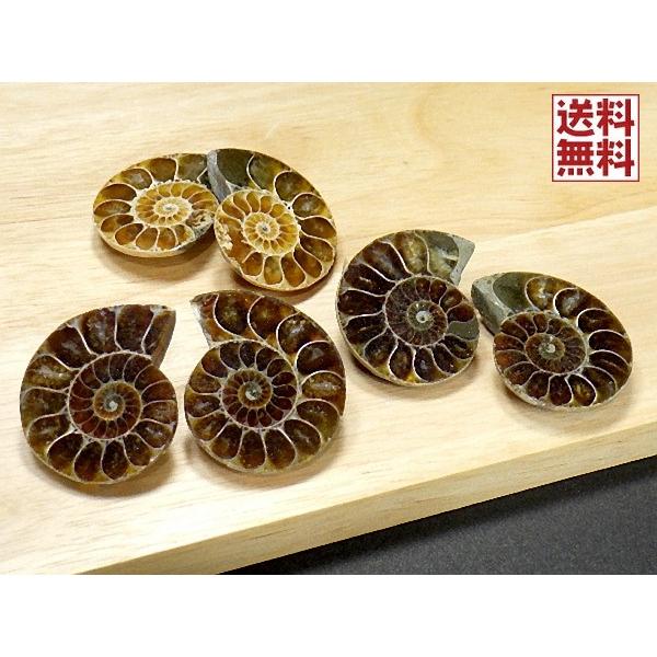アンモナイト ペアー売り３０ｍｍ クレオニセラス Ammonite スライス マダガスカル産 送料無料