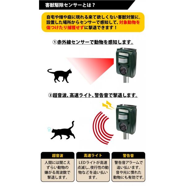 確認用　海外　初期　リス 4582563850804.jpg