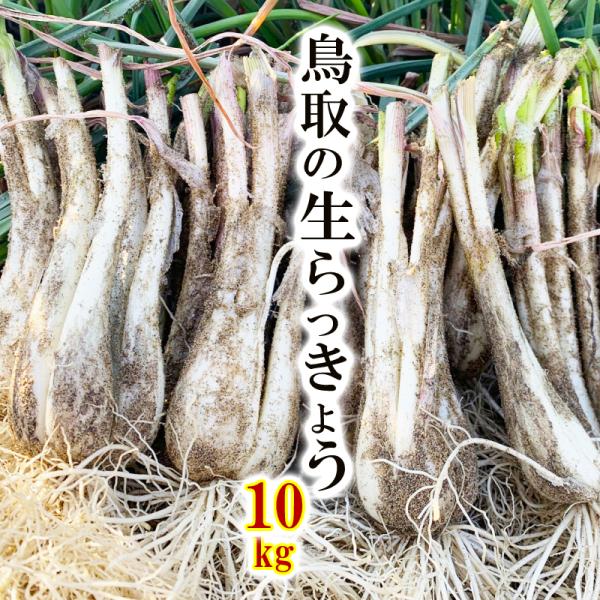 《残り僅か》鳥取県産 井上さんの生らっきょう 10kg（土付き 根付き 茎付き らくだ）大きさ不揃い 種 苗 井上農園