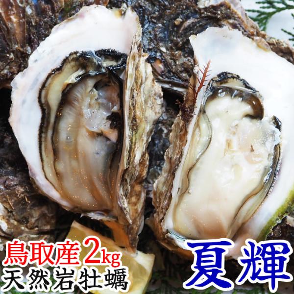 8/5迄受付 天然岩牡蠣 夏輝 鳥取県産 海のミルク 生食用 活 2kg 4-9個 カキ 岩ガキ 岩がき なつき 天然 生牡蠣 殻付き 産地直送  刺身 焼き牡蠣 浜下水産 冷蔵