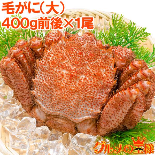 お中元 毛ガニ 毛がに 毛蟹 浜茹で 毛ガニ姿 平均 400g ×1尾 かに カニ 蟹 かに鍋 焼きガニ 単品おせち 海鮮おせち