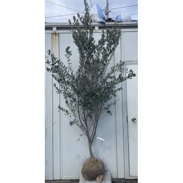 現品》オリーブの木 シプレシーノ 樹高1.4m（根鉢含まず）142【苗木/庭木