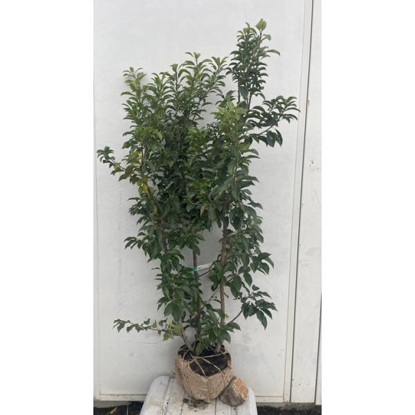 現品発送・送料無料》ソヨゴ 株立ち（雌株・メス株）樹高1.2m（根鉢