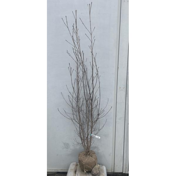現品》山法師(ヤマボウシ) 株立ち 樹高1.6m（根鉢含まず）17