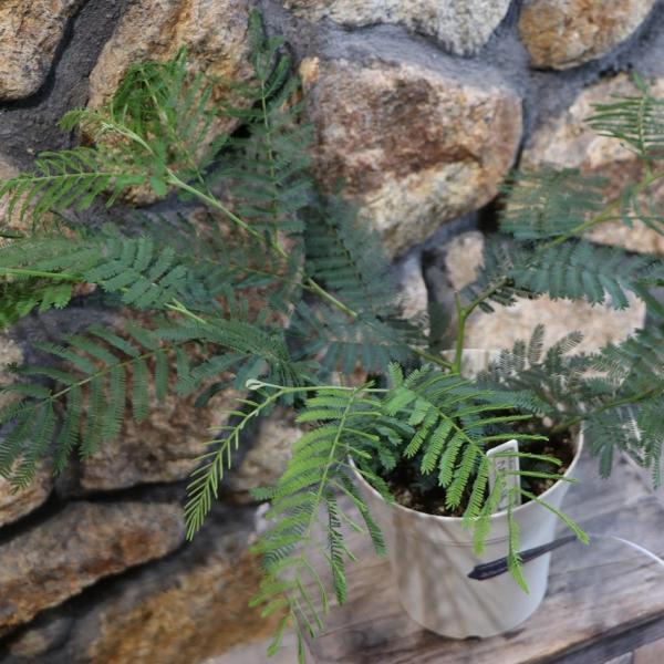 フサアカシア 5号鉢 ミモザ アカシア 植木 苗木 寄せ植え 鉢植え 地