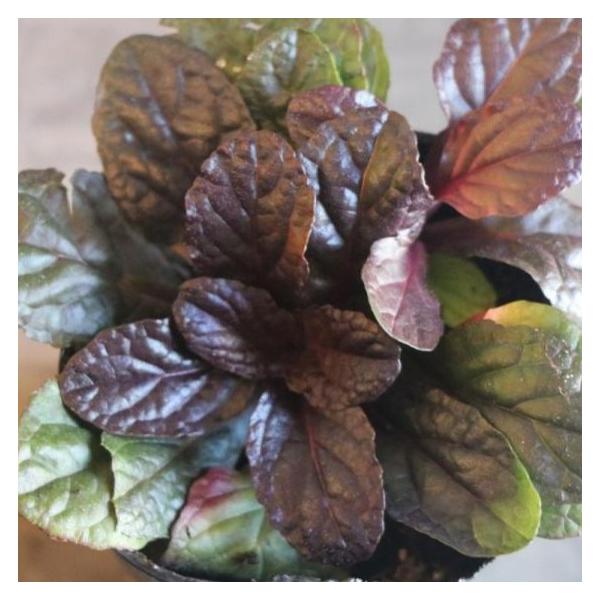 アジュガ レプタンス 2.5号ポット苗 カラーリーフ 寄せ植え 花壇グランドカバーとして人気のアジュガです。シックなチョコレート色の銅葉と春に咲く青紫色の花や、赤紫色の新芽が特徴です。光沢のある常緑の葉がカーペット状に密集します。日向から半...