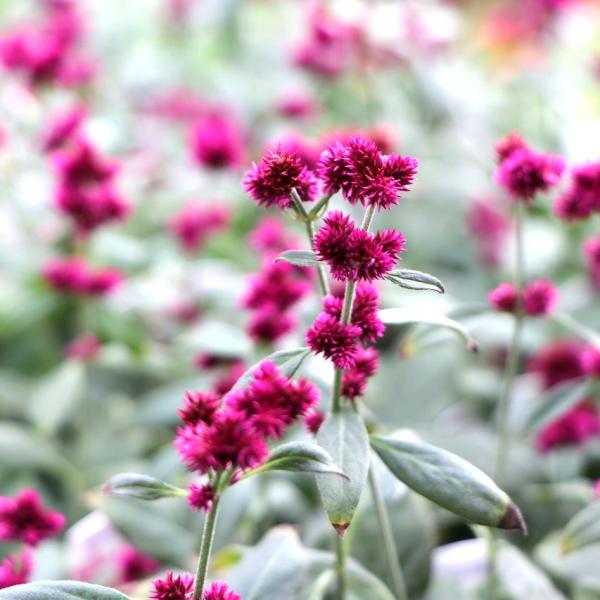 専用　　花苗 3ポット gp-yamacho_alternantheraporrigens