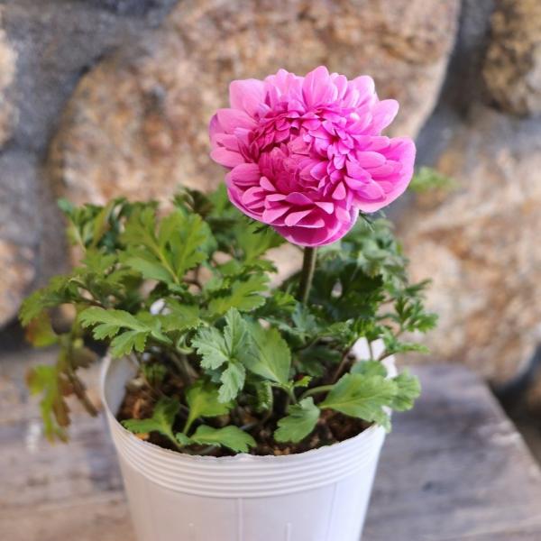 gp-yamacho_anemone13
