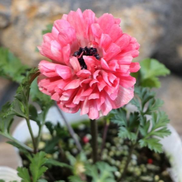 八重咲き アネモネ ポルト ダブル ピンク 3.5号ポット苗 寄せ植え 花壇 鉢植え お洒落 オシャレ 可愛い 豪華 冬の花 春の花 花「ポルト」は、花持ちが良く、同時にたくさんのお花が開花し見事な大輪系のアネモネです♪ポルトシリーズの八重...