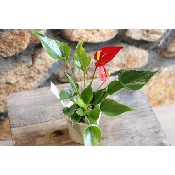 ミニミニアンスリウム 鬼の爪 2 5号鉢 アンスリウム アンスリューム 観葉花 観葉植物 Anthurium2 グリーンプラザ山長ヤフーショッピング店 通販 Yahoo ショッピング