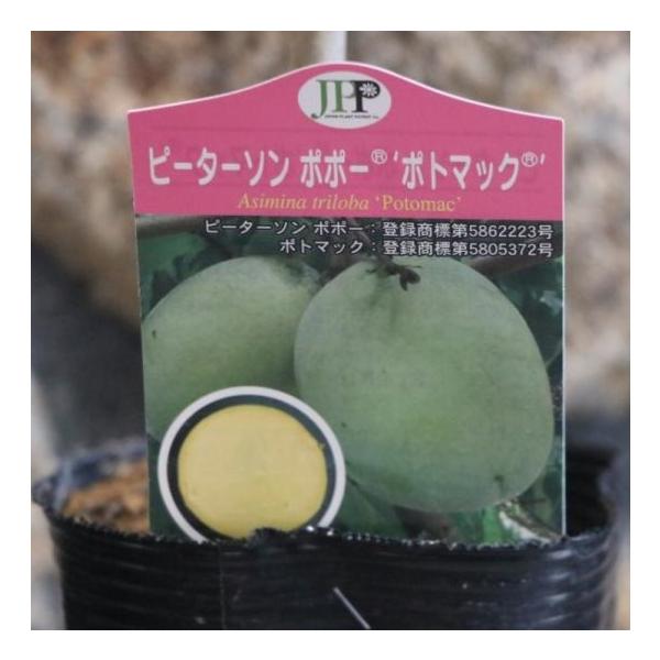 ポポー ポトマック 4号ポット苗 ピーターソンポポー 果樹 苗木ポポー ポトマックは、淡い黄色の果実はとてもなめらかで、風味は甘く濃厚です。実の大きさは340gを超え、種も少ないので、非常に食べやすいです。樹形は直立性ですが、低い位置で開帳...
