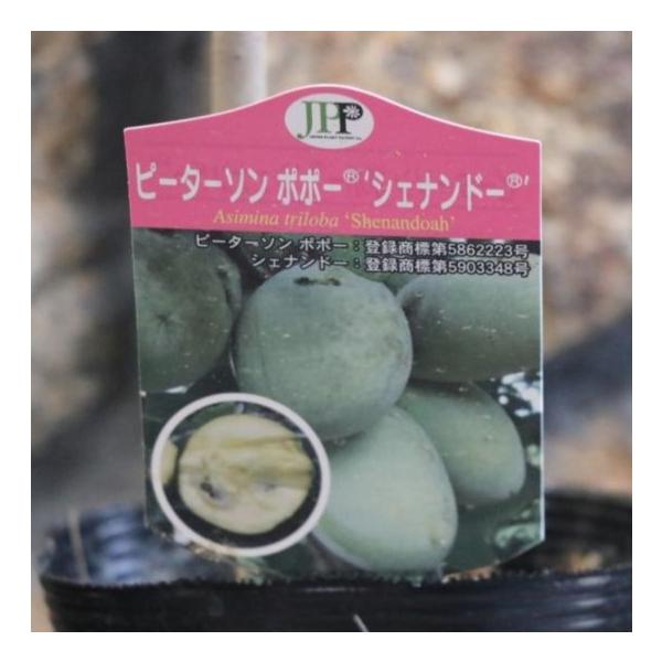 ポポー シェナンドー 4号ポット苗 ピーターソンポポー 果樹 苗木ポポー シェナンドーは、カスタードのような質感の実は、甘くフルーティーで後味が大変良いです。種が少ない大きな果実は、実付きが良いのも特徴です。刈り込むことでよく成長します。耐...