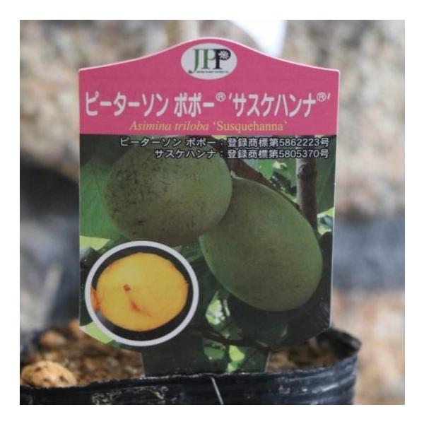 ポポー サスケハンナ 4号ポット苗 ピーターソンポポー 果樹 苗木