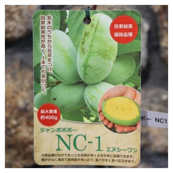 ジャンボポポー NC−1 (エヌシーワン) 5号鉢 ポポー 果樹 苗木