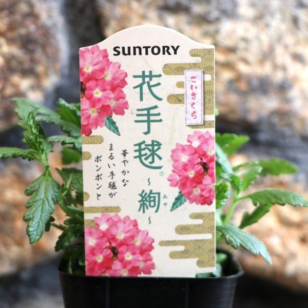 ＊記念日に＊花手毬＊さくら＊ サントリー 花手毬 絢 こいさくら 3号ポット苗 バーベナ あや 寄せ植え
