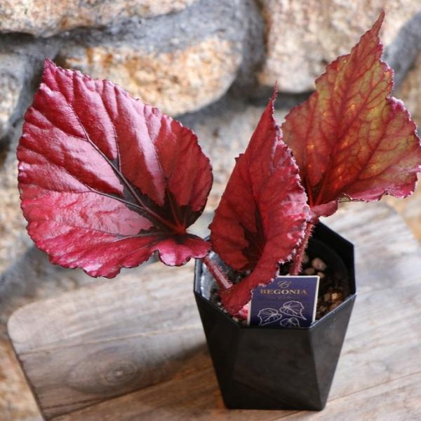レックスベゴニア レッド 3〜3.5号鉢 観葉植物 鉢花 寄せ植え 鉢植え お洒落 おしゃれ 可愛い かわいい 人気 赤い葉 夏の花 秋の花 花 苗 初心者 カラーリーフレックスベゴニアは、葉の色や柄、形などのバリエーションが豊富で観葉植物...