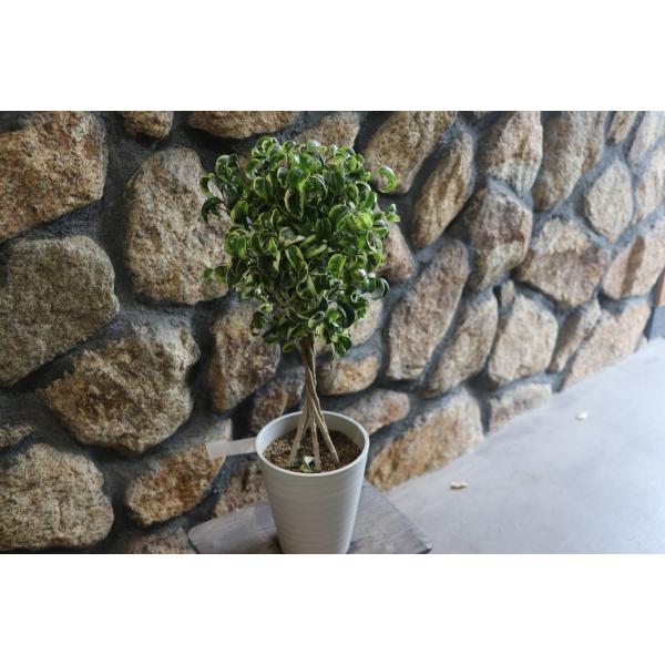 gp-yamacho_benjamina1