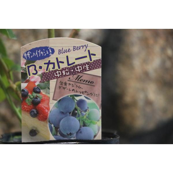 gp-yamacho_blueberry1