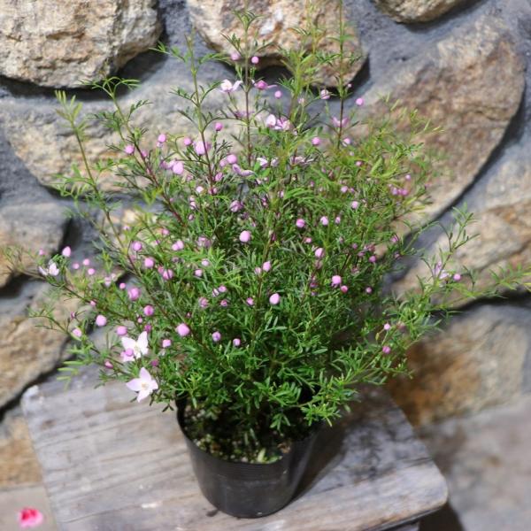 ボロニア ピナータ 3.5号ポット苗 寄せ植え 花壇 鉢植え お洒落