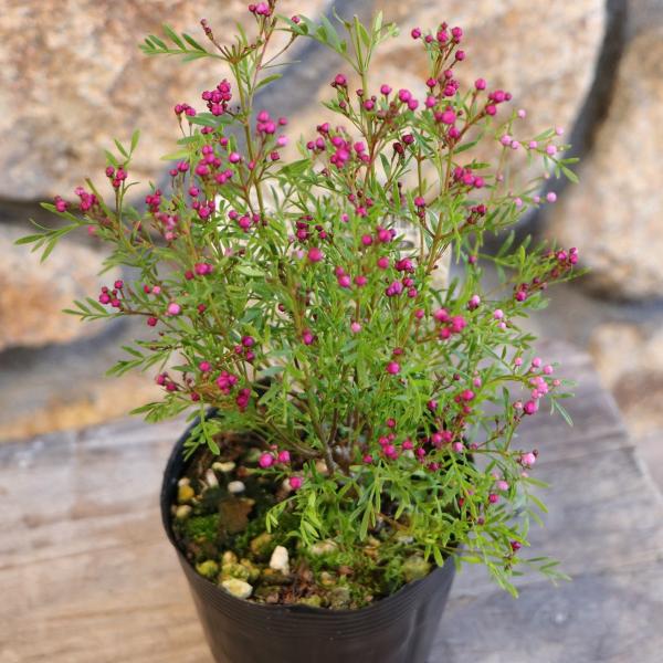 ボロニア ピナータ エンジェル 3.5号ポット苗 寄せ植え 花壇 鉢植え