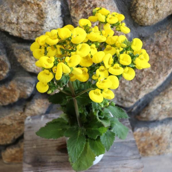 カルセオラリア イエロー 4号鉢 巾着草 キンチャクソウ 鉢花 寄せ植え