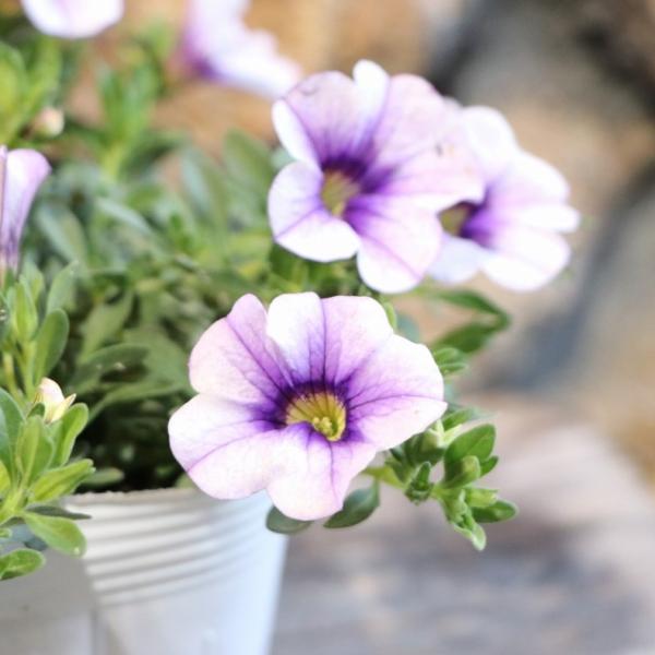 gp-yamacho_calibrachoa29