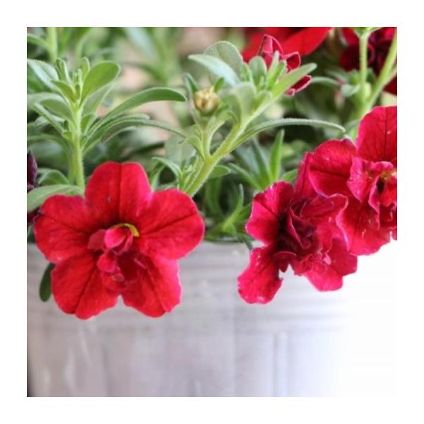 gp-yamacho_calibrachoa3