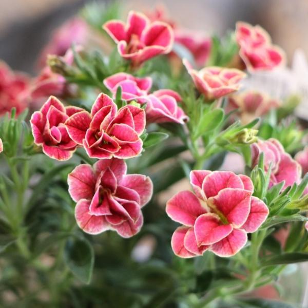 gp-yamacho_calibrachoa37