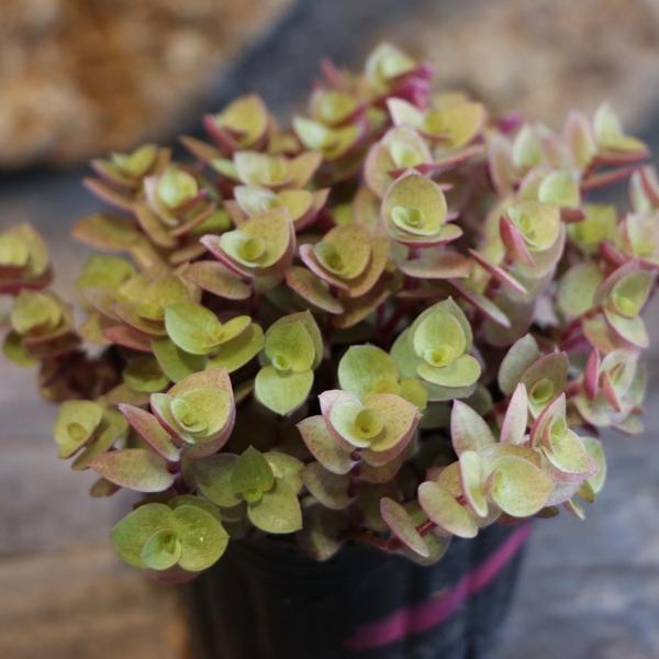 gp-yamacho_callisia1