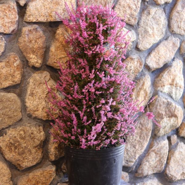 八重咲き カルーナ ブルガリス ツリー仕立て 超大株】 八重咲き カルーナ ブルガリス ツリー仕立て 9号ポット苗