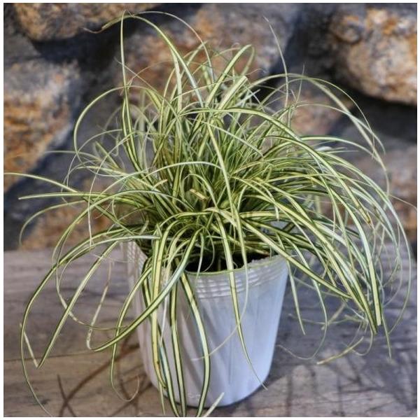 カレックス エバーゴールド 3号ロングポット苗 寄せ植え 花壇 カラー