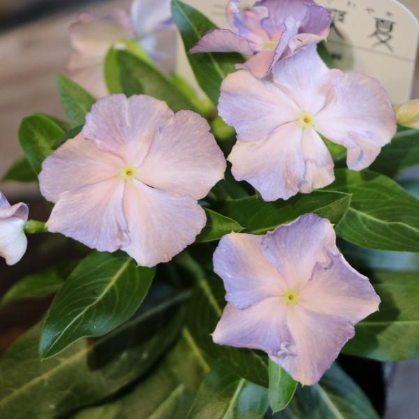 gp-yamacho_catharanthus23