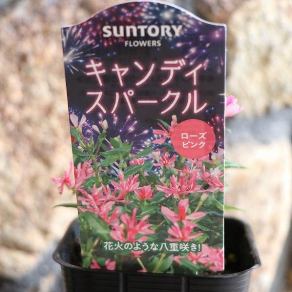 サントリー 八重咲き極小輪ニチニチソウ キャンディスパークル ローズ